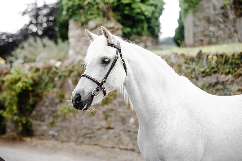 Mackey Classic In-Hand Bridle