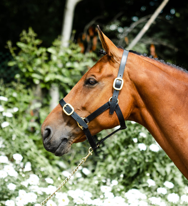 Mackey Classic Leather Headcollar