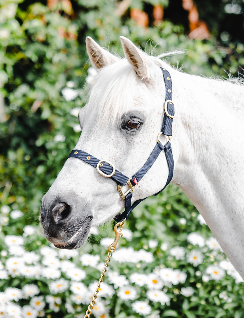 Equisential Nylon Headcollar