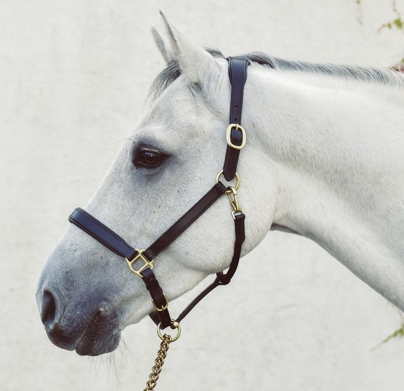 Legend Helios Leather Headcollar