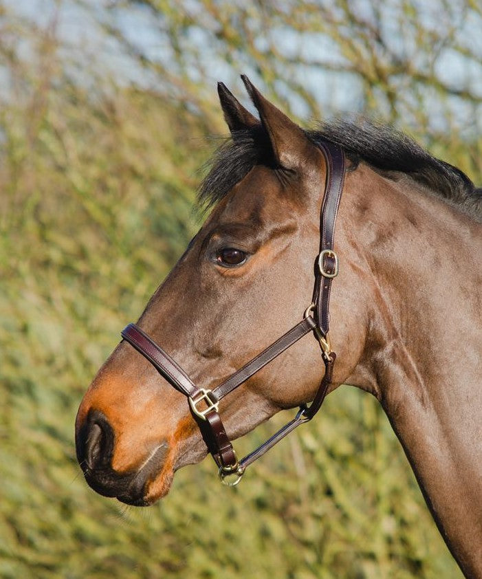 Legend Helios Leather Headcollar