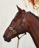 Mackey Classic Leather Headcollar